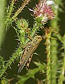 _MG_8365 grasshopper.jpg