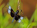 _MG_3853 dragonfly.jpg