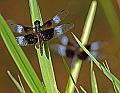 _MG_3866 dragonfly.jpg