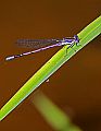 _MG_3878 damselfly.jpg