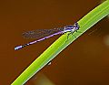 _MG_3879 damselfly.jpg