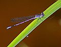 _MG_3880 damselfly.jpg