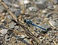 _MG_3882 dragonfly.jpg