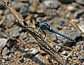 _MG_3884 dragonfly.jpg