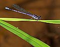 _MG_3902 damselfly.jpg