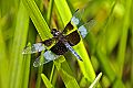 _MG_3956 dragonfly.jpg