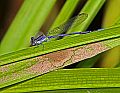 _MG_3959 damselfly.jpg