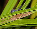 _MG_3960 damselfly.jpg