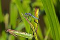 _MG_3972 dragonfly.jpg