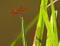 _MG_4003 dragonfly.jpg