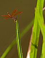 _MG_4023 dragonfly.jpg