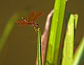 _MG_4037 dragonfly.jpg