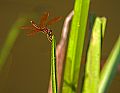 _MG_4044 dragonfly.jpg