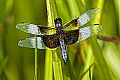 _MG_4188 dragonfly.jpg