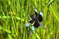 _MG_4196 dragonfly.jpg