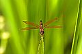 _MG_4260 dragonfly.jpg