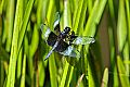 _MG_4292 dragonfly.jpg