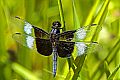 _MG_4303 dragonfly.jpg