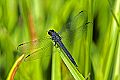 _MG_4313 dragonfly.jpg