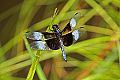 _MG_4330 dragonfly.jpg