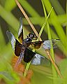 _MG_4333 dragonfly.jpg