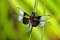 _MG_4343 dragonfly.jpg