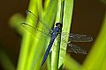 _MG_4353 dragonfly.jpg