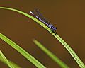 _MG_4360 damselfly.jpg