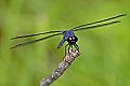 _MG_4361 dragonfly.jpg