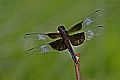 _MG_4364 dragonfly.jpg