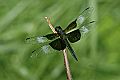 _MG_4367 dragonfly.jpg