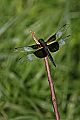 _MG_4369 dragonfly.jpg