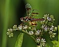 _MG_4395 dragonfly.jpg