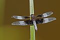 _MG_4439 dragonfly.jpg