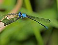 _MG_4444 damselfly.jpg