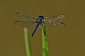 _MG_4448 dragonfly.jpg