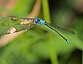 _MG_4453 damselfly.jpg