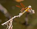 _MG_4458 dragonfly.jpg