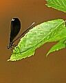 _MG_5567damselfly.jpg