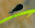 _MG_5570 damselfly.jpg