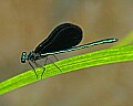 _MG_5573 damselfly.jpg