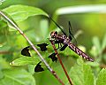 _MG_5680 dragonfly.jpg