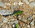 _MG_6190 green dragonfly.jpg