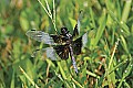 _MG_6194 Dragonfly.jpg