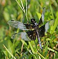 _MG_6195 dragonfly.jpg