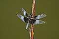 _MG_6224 dragonfly.jpg