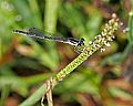 _MG_6418 damselfly.jpg