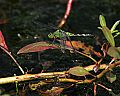 _MG_6454 dragonfly.jpg