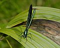 _MG_6696 damselfly.jpg