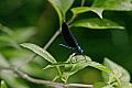 _MG_6698 damselfly.jpg